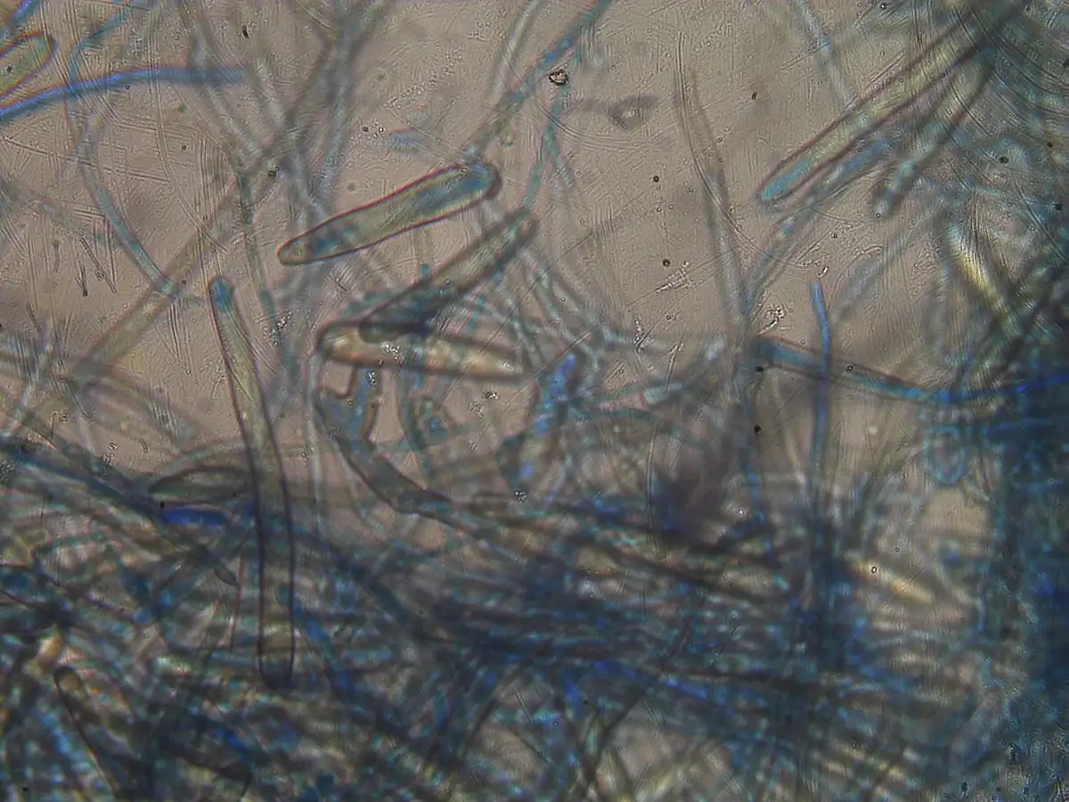 Microbiology Testing