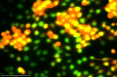 In-Vitro Cell Assays